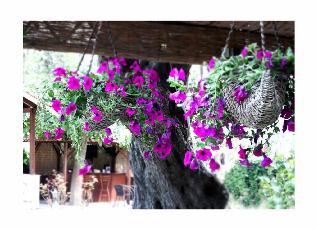 Aneton Aparthotel Chrysi Ammoudia Exterior foto